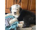 Old English Sheepdog Puppy for sale in Wooster, OH, USA