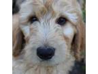 Goldendoodle Puppy for sale in Choteau, MT, USA