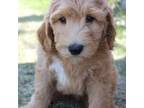 Goldendoodle Puppy for sale in Choteau, MT, USA