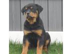 Rottweiler Puppy for sale in Plymouth, IN, USA