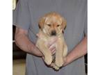 Labrador Retriever Puppy for sale in Johannesburg, MI, USA