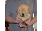 Labrador Retriever Puppy for sale in Johannesburg, MI, USA