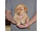 Labrador Retriever Puppy for sale in Johannesburg, MI, USA