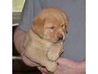 Labrador Retriever Puppy for sale in Johannesburg, MI, USA