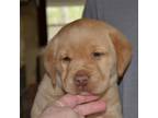 Labrador Retriever Puppy for sale in Johannesburg, MI, USA