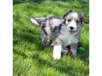 Aussiedoodle Puppy for sale in Ligonier, IN, USA