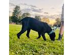 Cane Corso Puppy for sale in Brazil, IN, USA