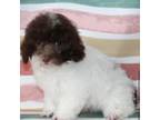 Godiva the Toy Poodle