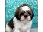 Alvin the shihtzu