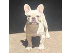 French Bulldog Puppy for sale in Deland, FL, USA