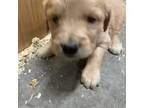 Golden Retriever Puppy for sale in Belgrade, MN, USA