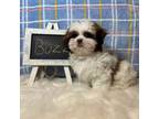 Shih Tzu Puppy for sale in Windermere, FL, USA