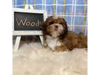 Shih Tzu Puppy for sale in Windermere, FL, USA