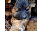 Mutt Puppy for sale in Siloam Springs, AR, USA