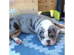 Bulldog Puppy for sale in New Bedford, MA, USA