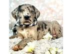 Great Dane Puppy for sale in Jasper, GA, USA