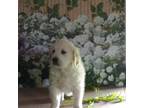 Golden Retriever Puppy for sale in Hamilton, IN, USA