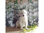 Golden Retriever Puppy for sale in Hamilton, IN, USA