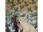 Golden Retriever Puppy for sale in Hamilton, IN, USA