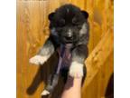 Siberian Husky Puppy for sale in West Baldwin, ME, USA