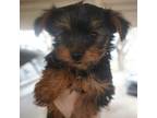 Gio: male yorkie