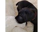 Cane Corso Puppy for sale in Waldorf, MD, USA