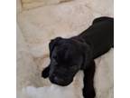 Cane Corso Puppy for sale in Waldorf, MD, USA