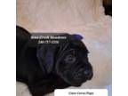 Cane Corso Puppy for sale in Waldorf, MD, USA