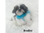 AKC Bradley