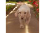 Labrador Retriever Puppy for sale in Las Cruces, NM, USA