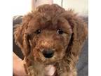 Goldendoodle Puppy for sale in Fair Oaks, CA, USA