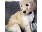 Goldendoodle Puppy for sale in Fair Oaks, CA, USA
