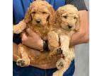 Goldendoodle