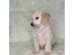 Buttercup MERLE CLEAR AKC