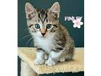 Finley Domestic Shorthair Kitten Female