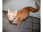 Colby Domestic Shorthair Adult Male