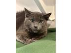 Missy Domestic Shorthair Young Female