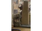 Clarissa/Charlie (Bonded) At Petsmart Framingham Domestic Shorthair Kitten