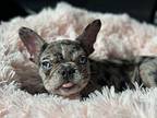 Marley French Bulldog Puppy Female