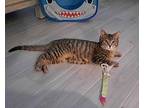 Pele Domestic Shorthair Kitten Female