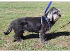 Gretta Poodle (Miniature) Adult Female