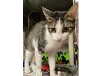 Dahlia Domestic Shorthair Adult Female