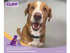 Cliff Retriever (Unknown Type) Adult Male
