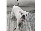 Lucy English Bulldog Adult Female