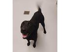 Spud Labrador Retriever Young Male