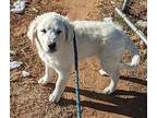 Charlie Brown Peanuts- pendi Great Pyrenees Puppy Male