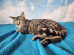 Josie Domestic Shorthair Young Female