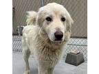 Princeton Great Pyrenees Young Male