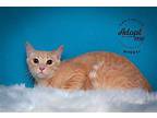 Nugget Domestic Shorthair Young Male