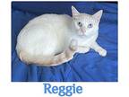 REGGIE Domestic Shorthair Young Male